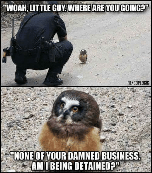 Polizist beugt sich über Eule und fragt "Woah, little guy. Where are you going?" Antowrt Eule: "None of your damned business. Am I being detained?"
